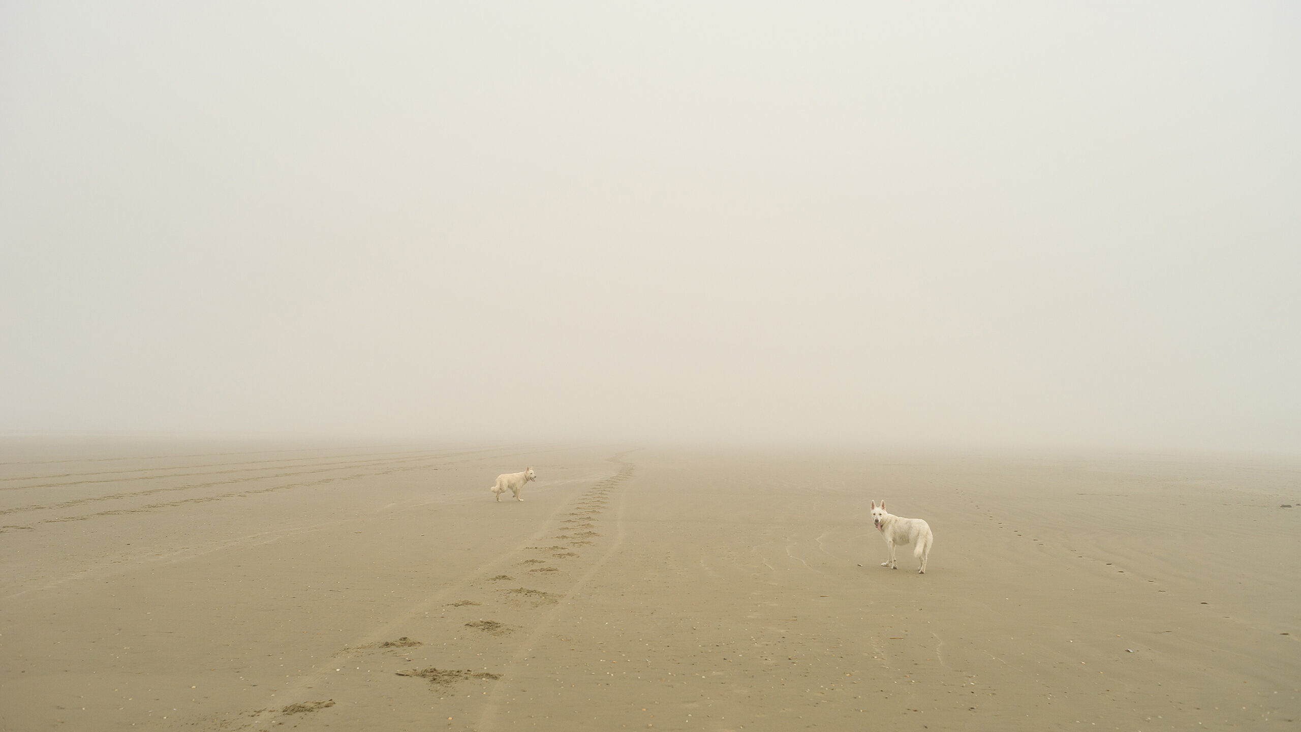 honden aan het strand in de mist Wijk aan Zee foto Hanno Groen fotografie Amsterdam