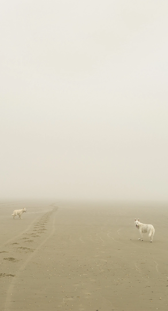 honden aan het strand in de mist Wijk aan Zee foto Hanno Groen fotografie Amsterdam