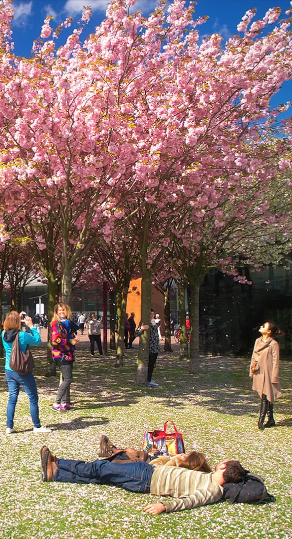 lente spring museumplein bloesem hanno groen foto amsterdam